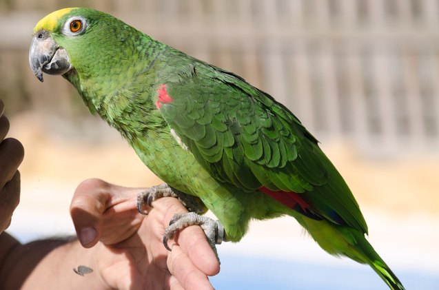 yellow crowned amazon