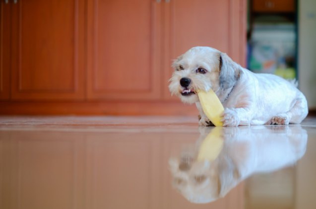 can dogs eat mango