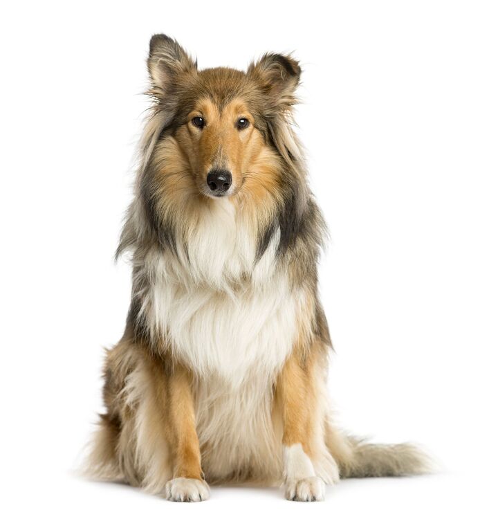 scotch collie