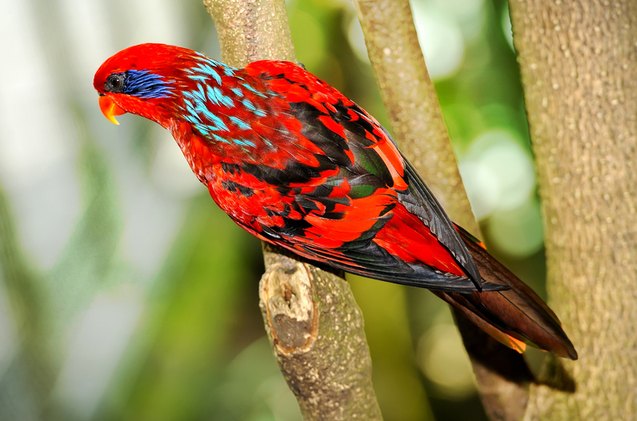 blue streaked lory