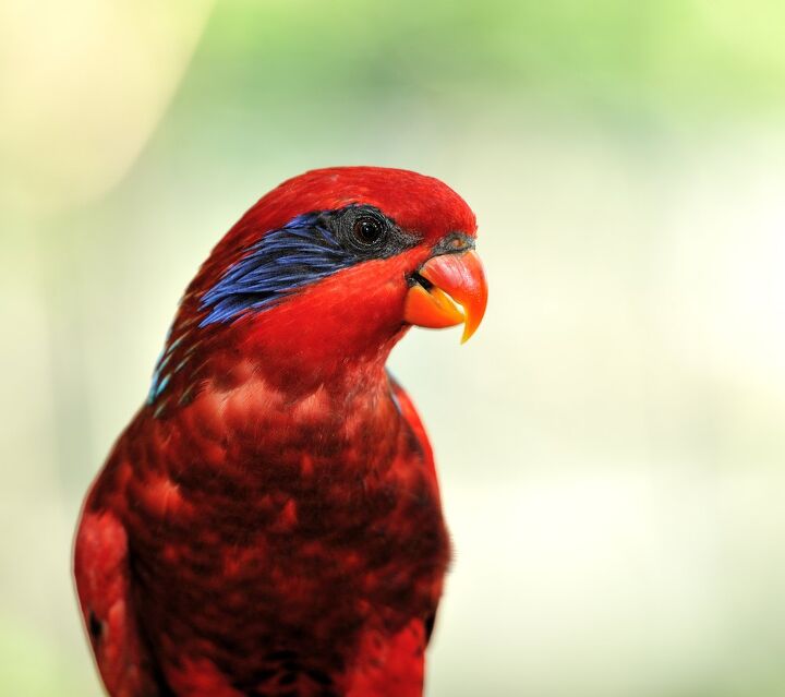 blue streaked lory