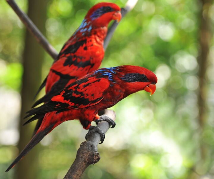 blue streaked lory