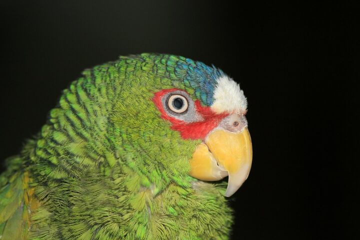 white fronted amazon