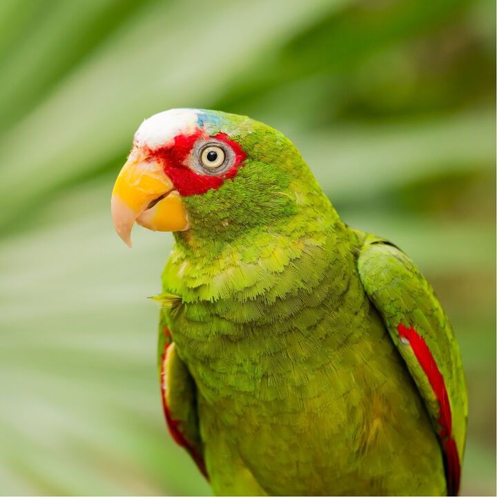 white fronted amazon