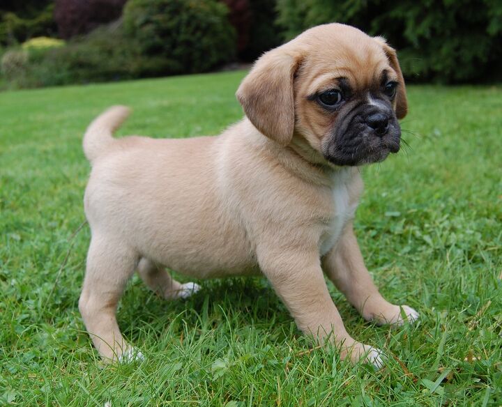 pugalier