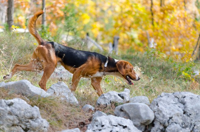 serbian tricolour hound