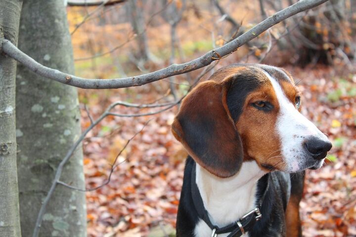 serbian tricolour hound