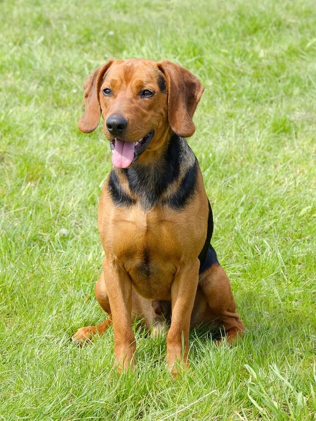 serbian hound