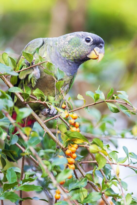 maximilians parrot