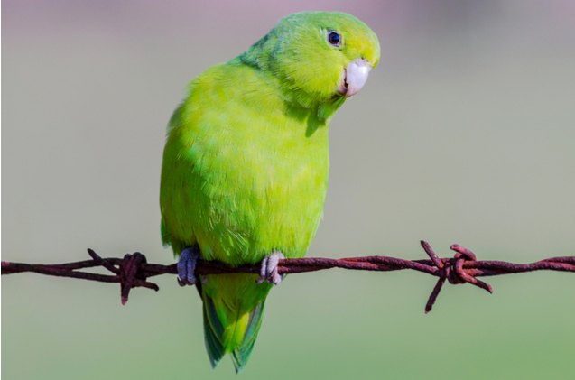 blue winged parrotlet