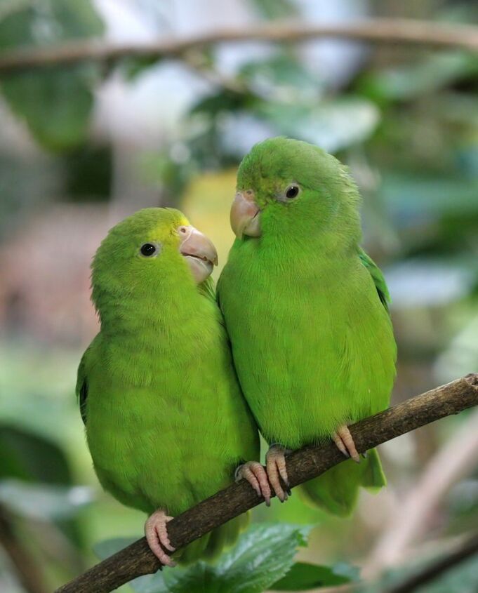 blue winged parrotlet