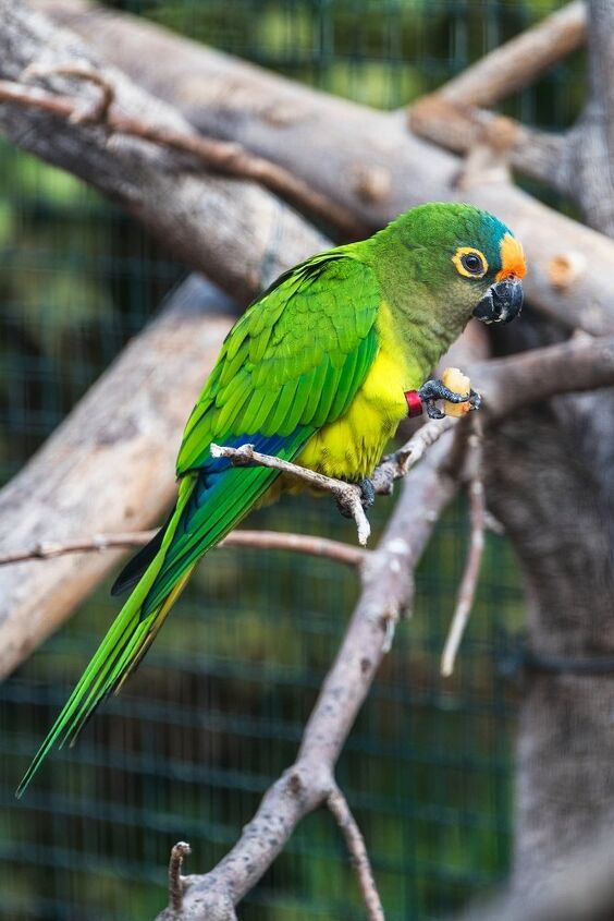 peach fronted conure