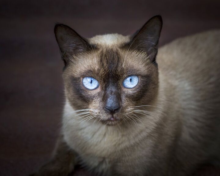 ojos azules cat