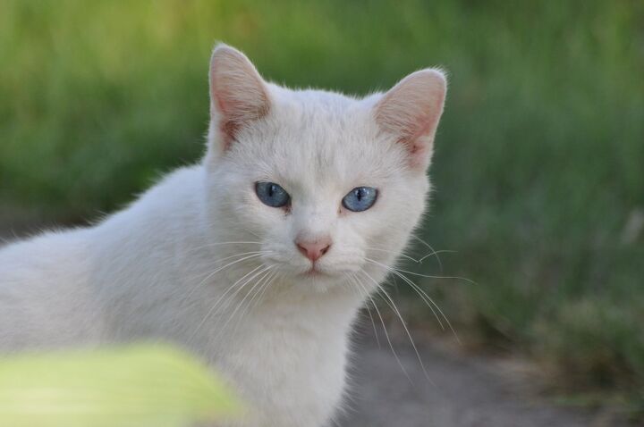 ojos azules cat