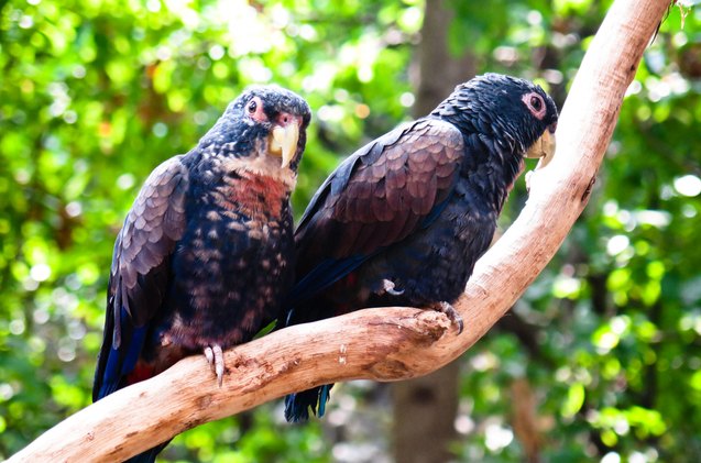 bronze winged parrot