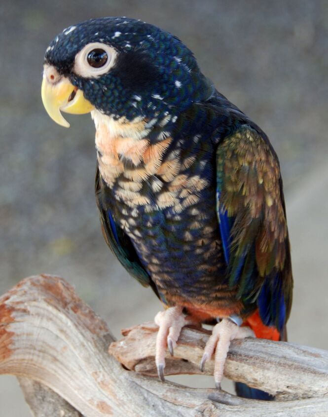 bronze winged parrot