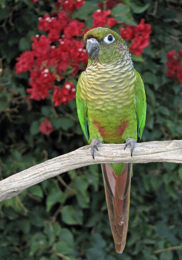 maroon bellied conure