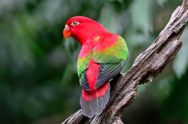 chattering lory