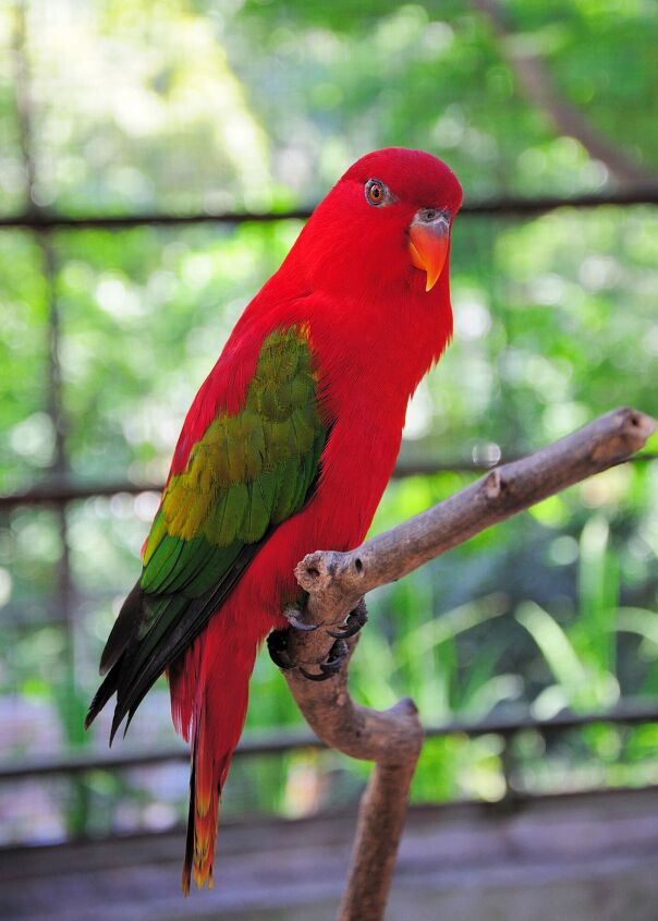 chattering lory