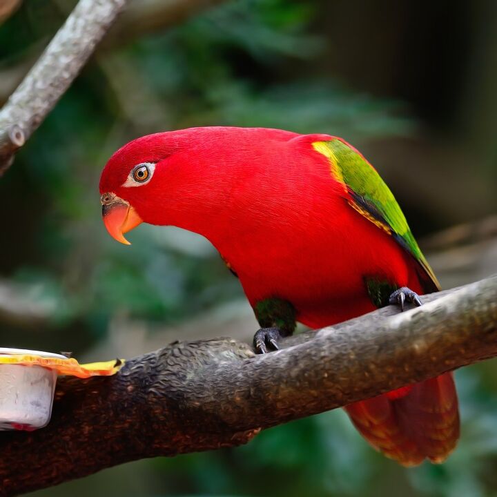 chattering lory