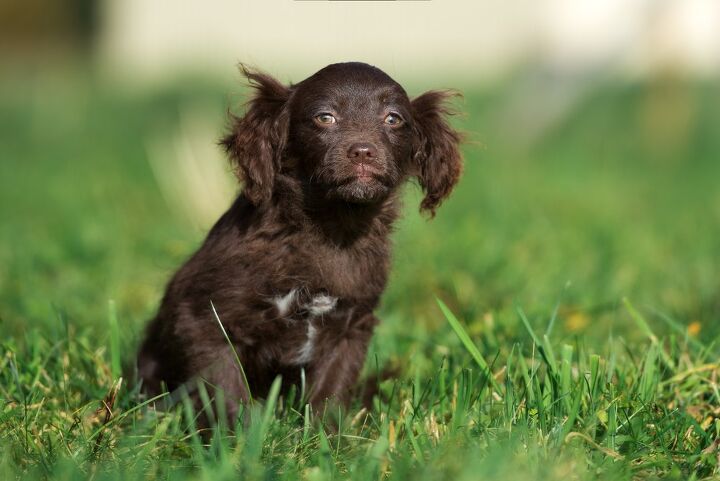 cavapom