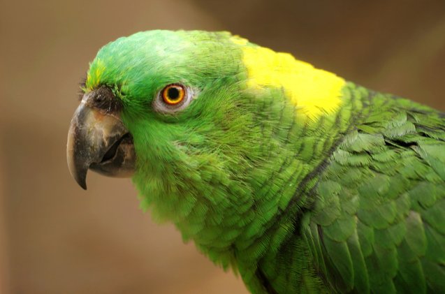 yellow naped amazon