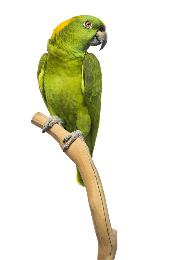 yellow naped amazon