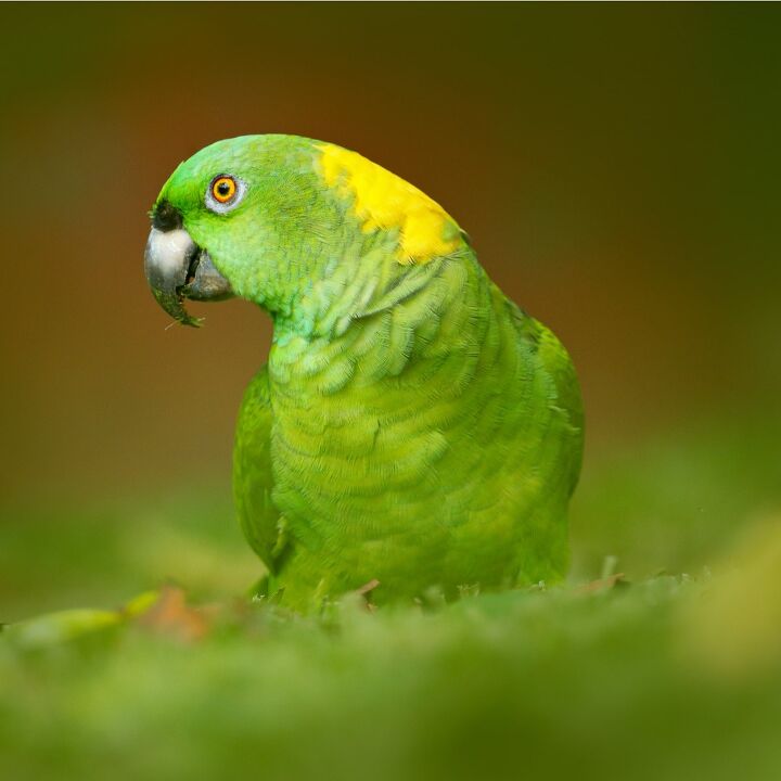 yellow naped amazon