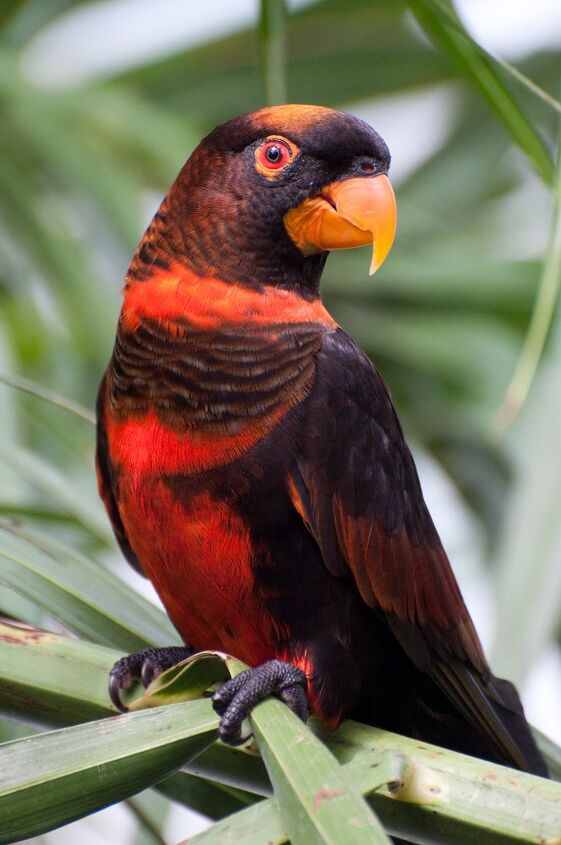 dusky lory