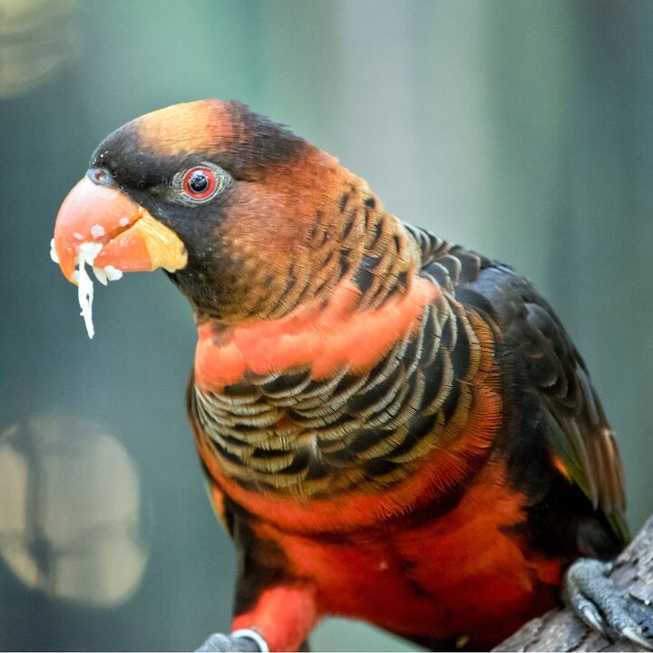 dusky lory