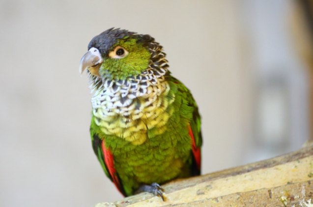 black capped conure