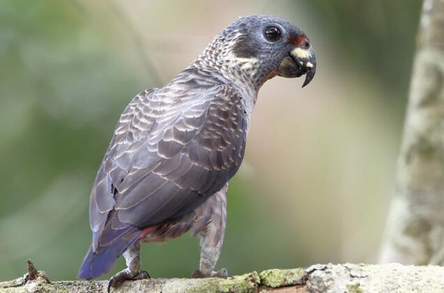 dusky parrot