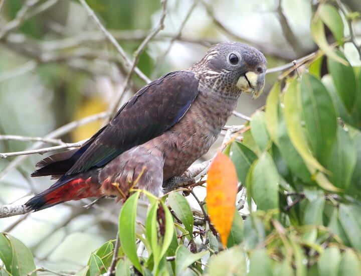 dusky parrot