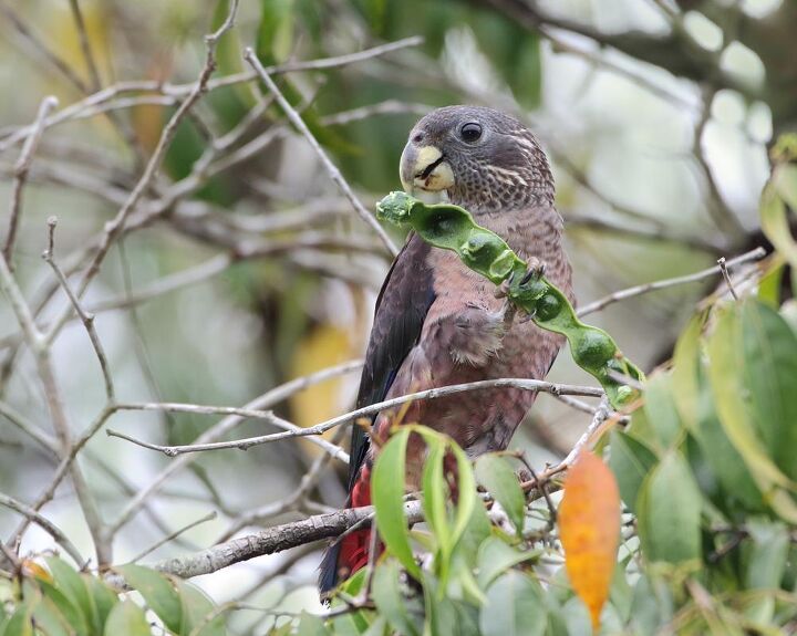 dusky parrot