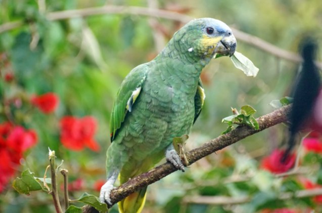 orange winged amazon