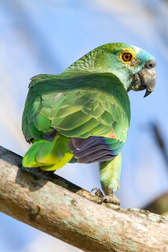 orange winged amazon