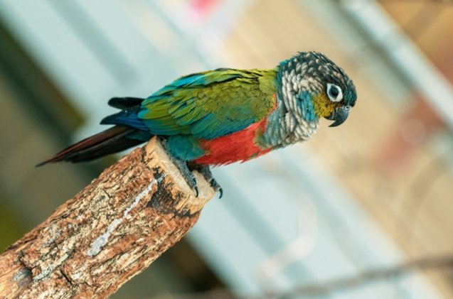 crimson bellied conure