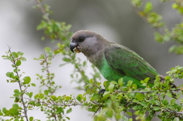 brown headed parrot