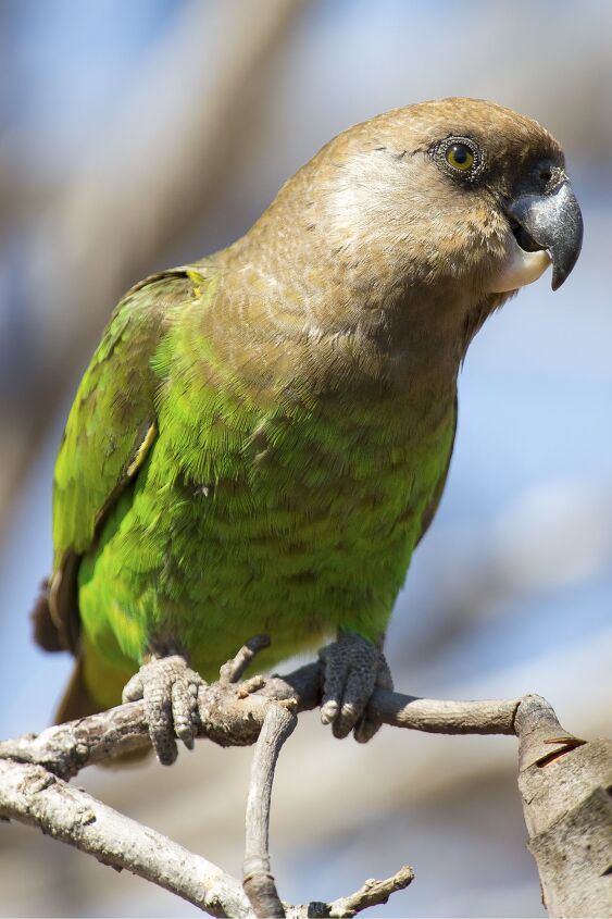 brown headed parrot