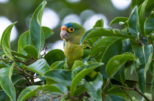 orange fronted conure