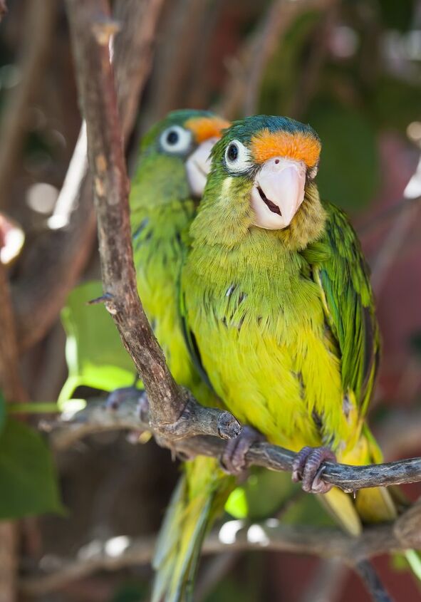 orange fronted conure