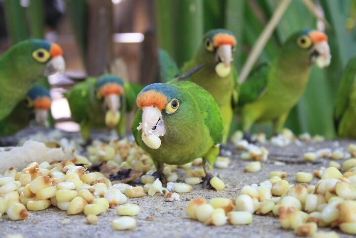 orange fronted conure