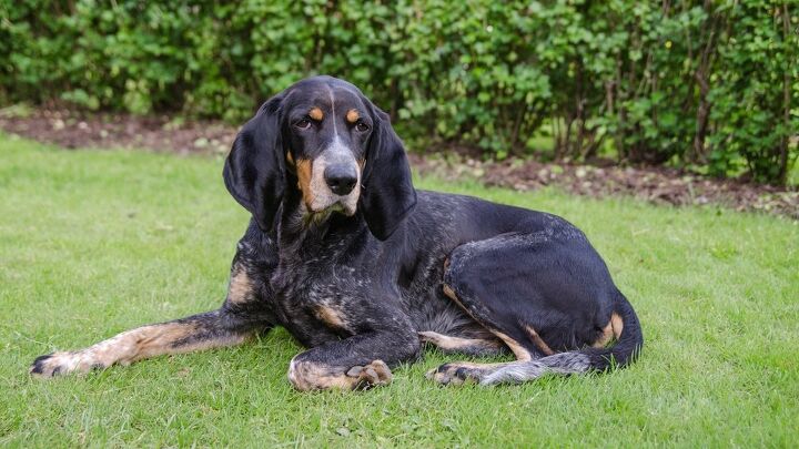 lucernese hound