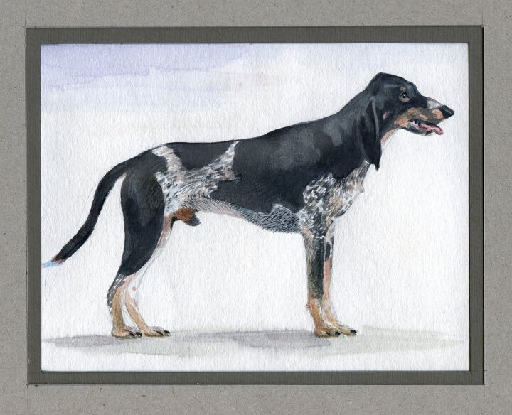 lucernese hound