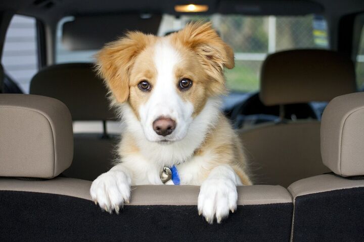 essential gear for the dog friendly road trip