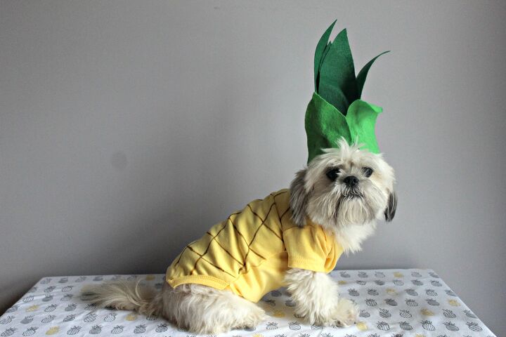 diy pineapple dog halloween costume