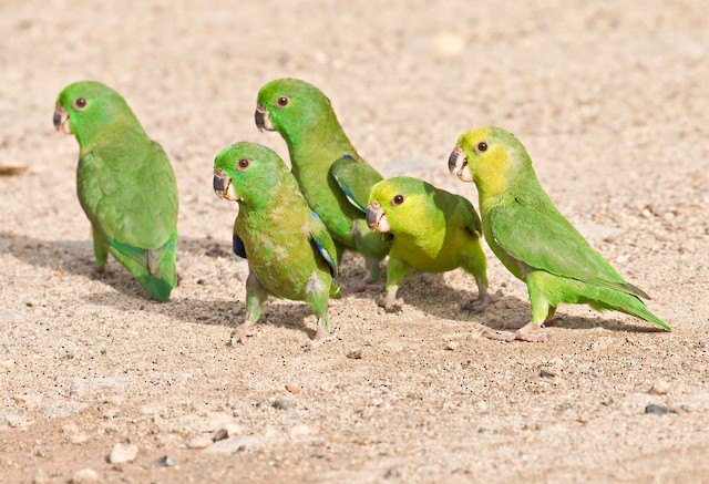 dusky billed parrotlet