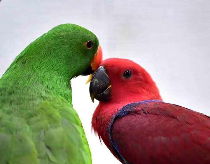 solomon island parrot