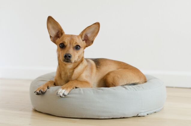 go green this stylish pet bed is made from recycled plastic bottles