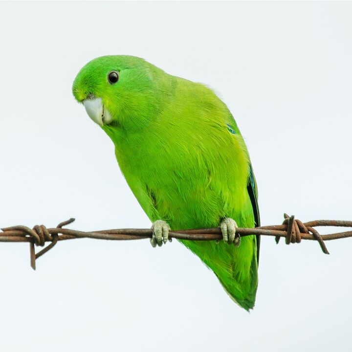 turquoise rumped parrotlet